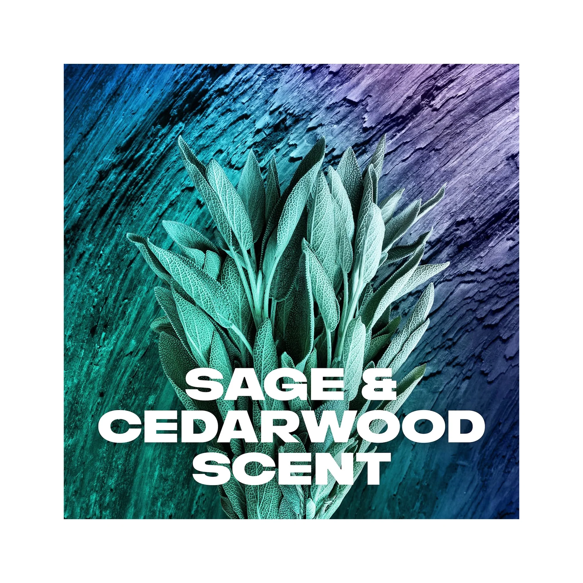 AXE Apollo Body Spray Sage & Sandal Wood Scent 135ml x 12 Bottles 6 6 5